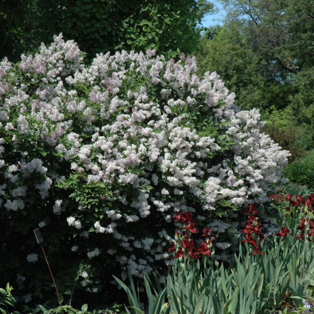 NetPS Plant Finder (www.netpsplantfinder.com)