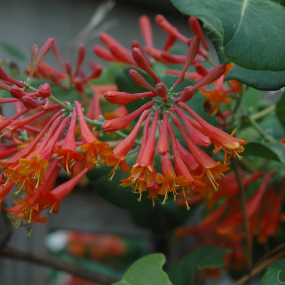 NetPS Plant Finder (www.netpsplantfinder.com)