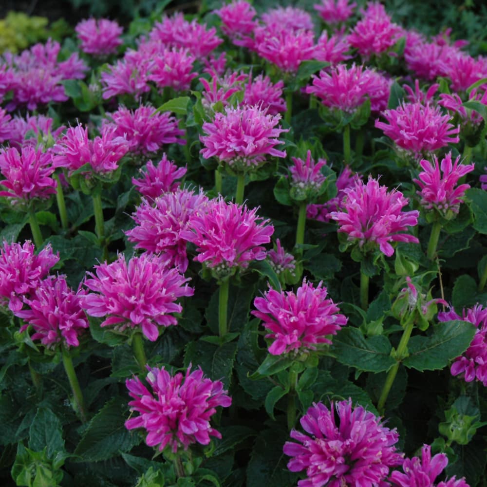 NetPS Plant Finder (www.netpsplantfinder.com)