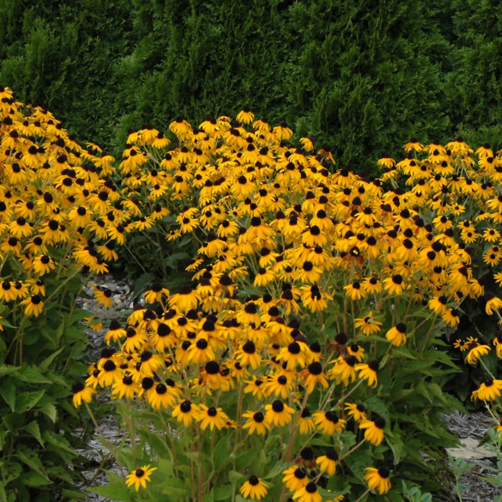 NetPS Plant Finder (www.netpsplantfinder.com)