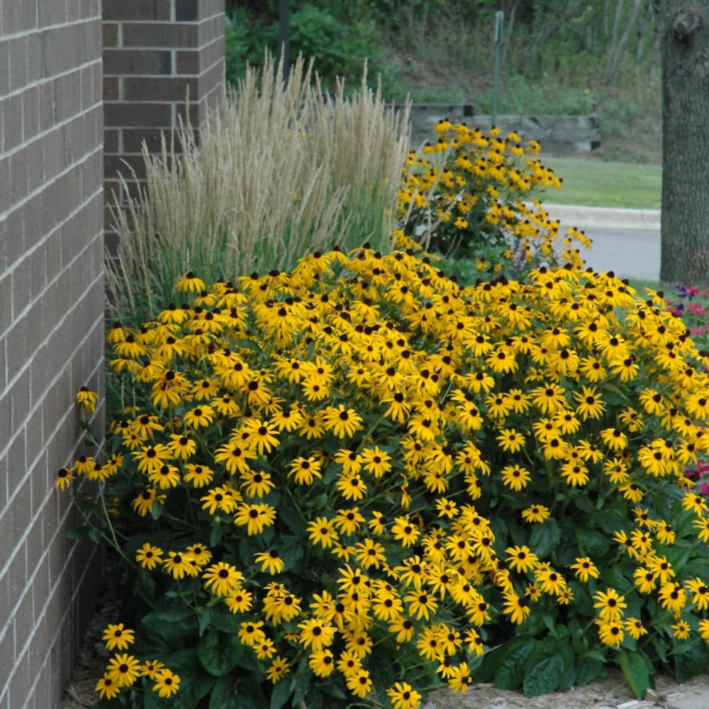NetPS Plant Finder (www.netpsplantfinder.com)