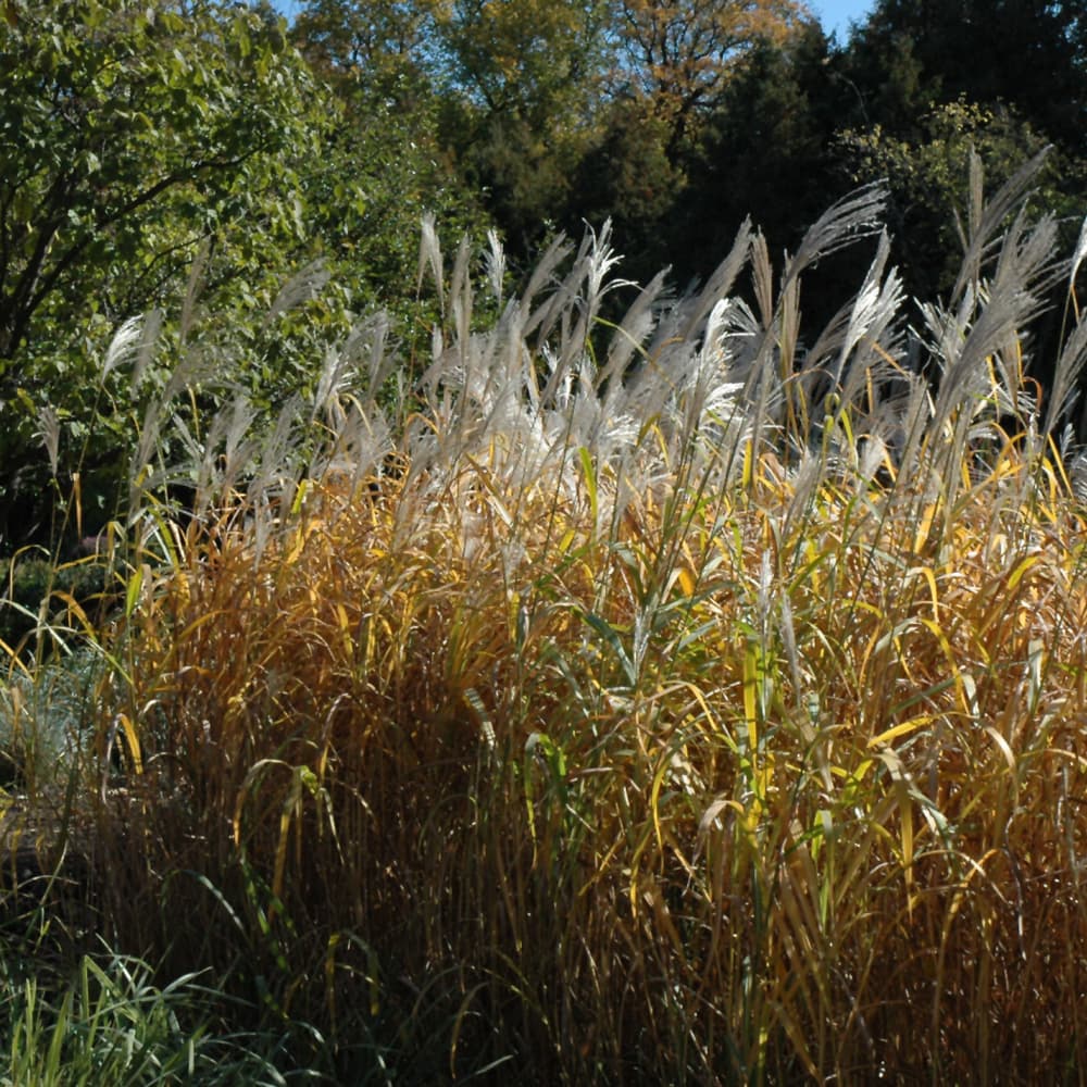 NetPS Plant Finder (www.netpsplantfinder.com)