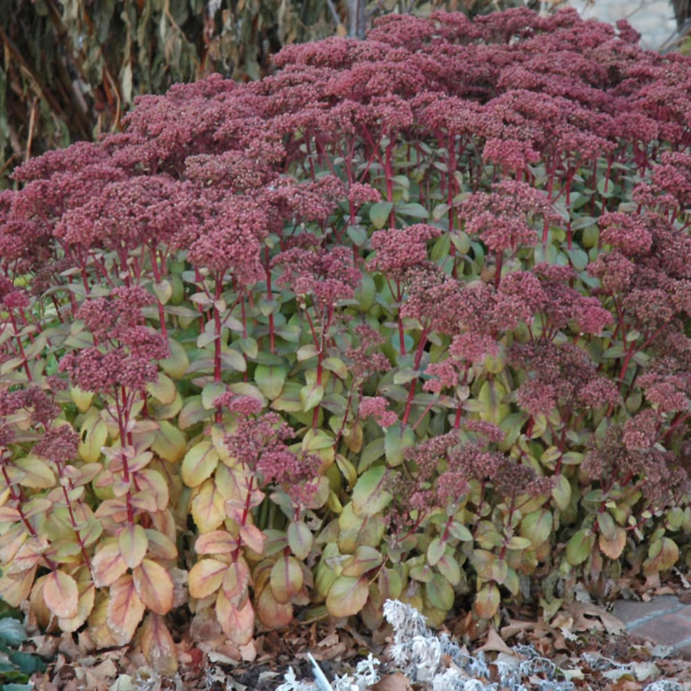 NetPS Plant Finder (www.netpsplantfinder.com)