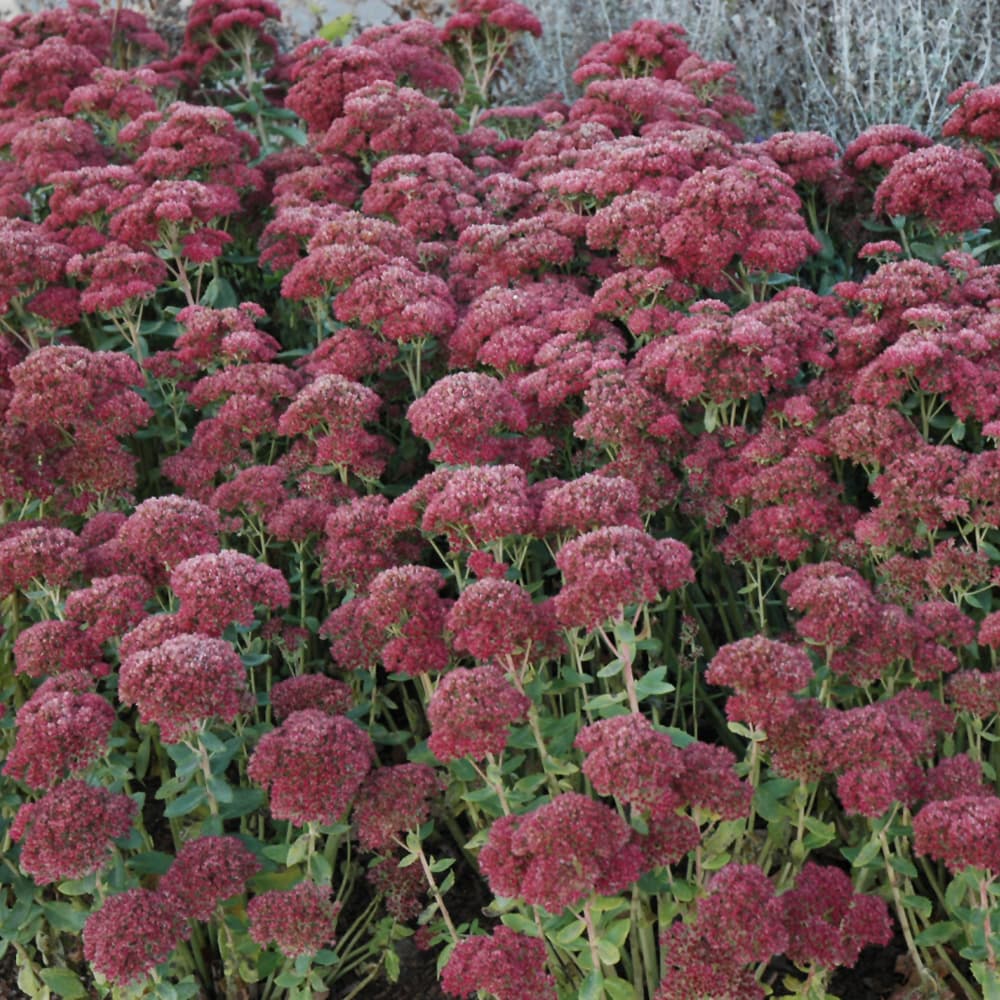 NetPS Plant Finder (www.netpsplantfinder.com)