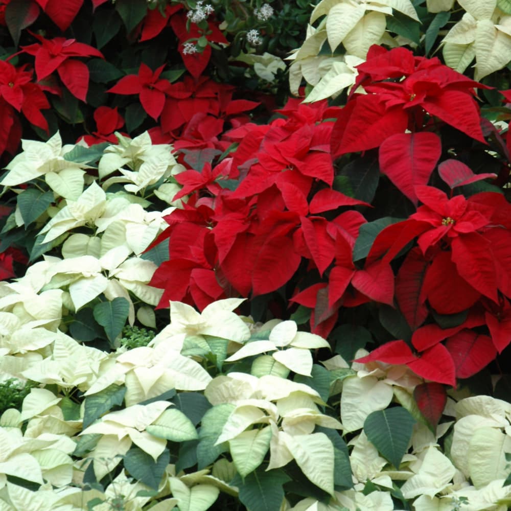 Poinsettia