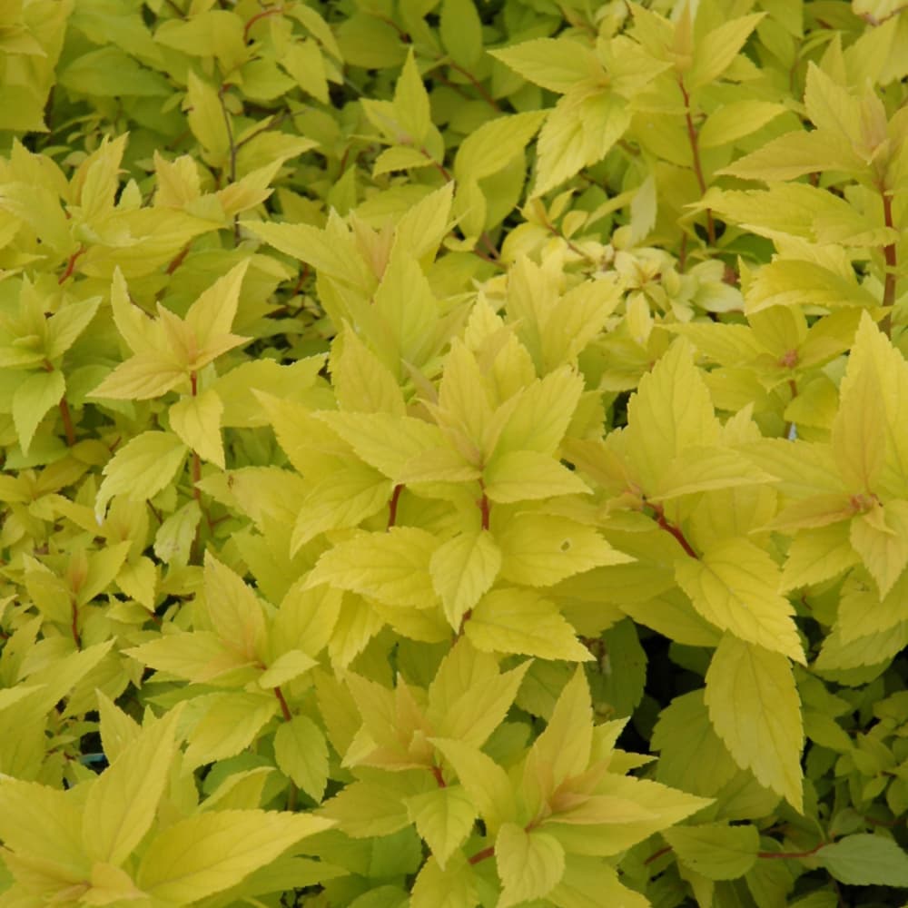 NetPS Plant Finder (www.netpsplantfinder.com)