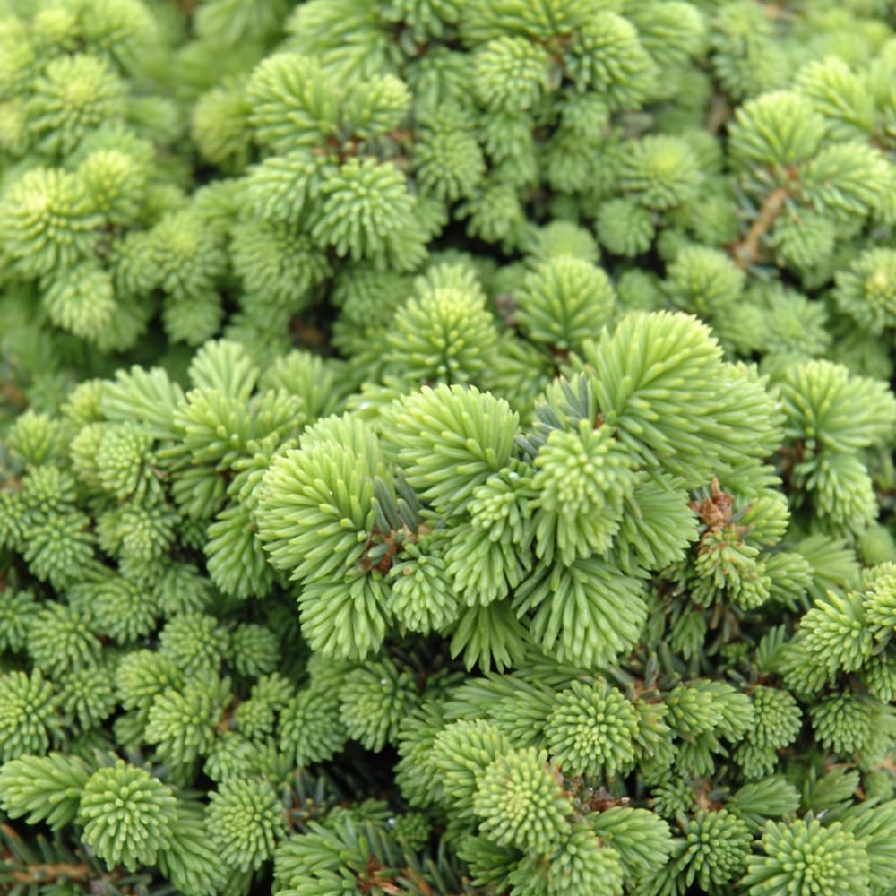 NetPS Plant Finder (www.netpsplantfinder.com)