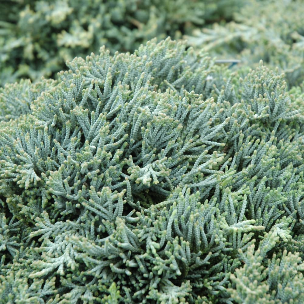 NetPS Plant Finder (www.netpsplantfinder.com)