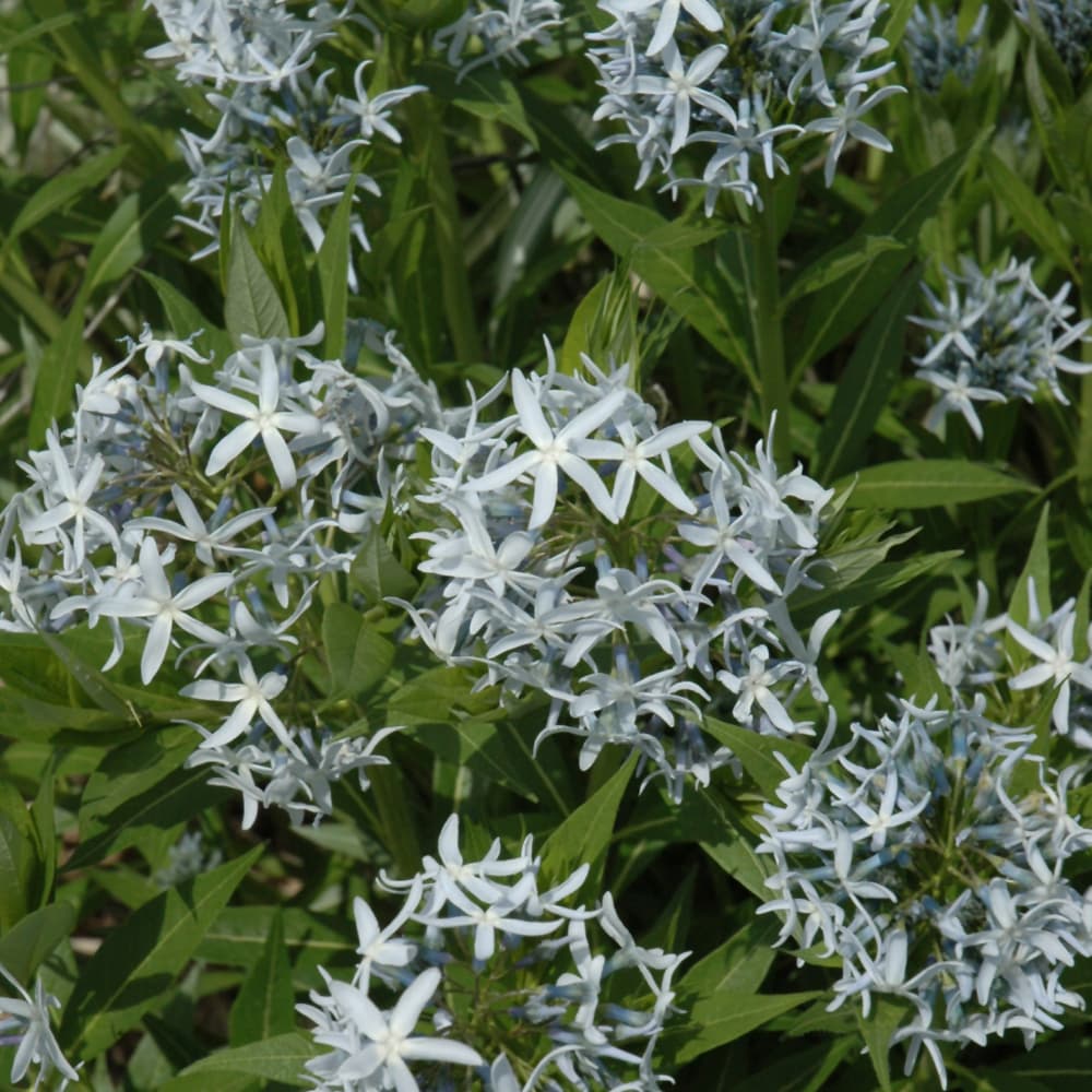 NetPS Plant Finder (www.netpsplantfinder.com)