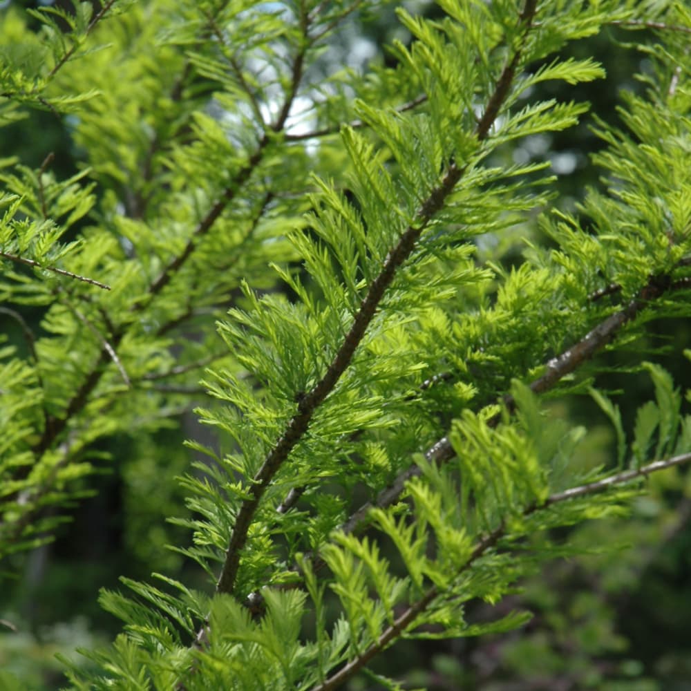 NetPS Plant Finder (www.netpsplantfinder.com)