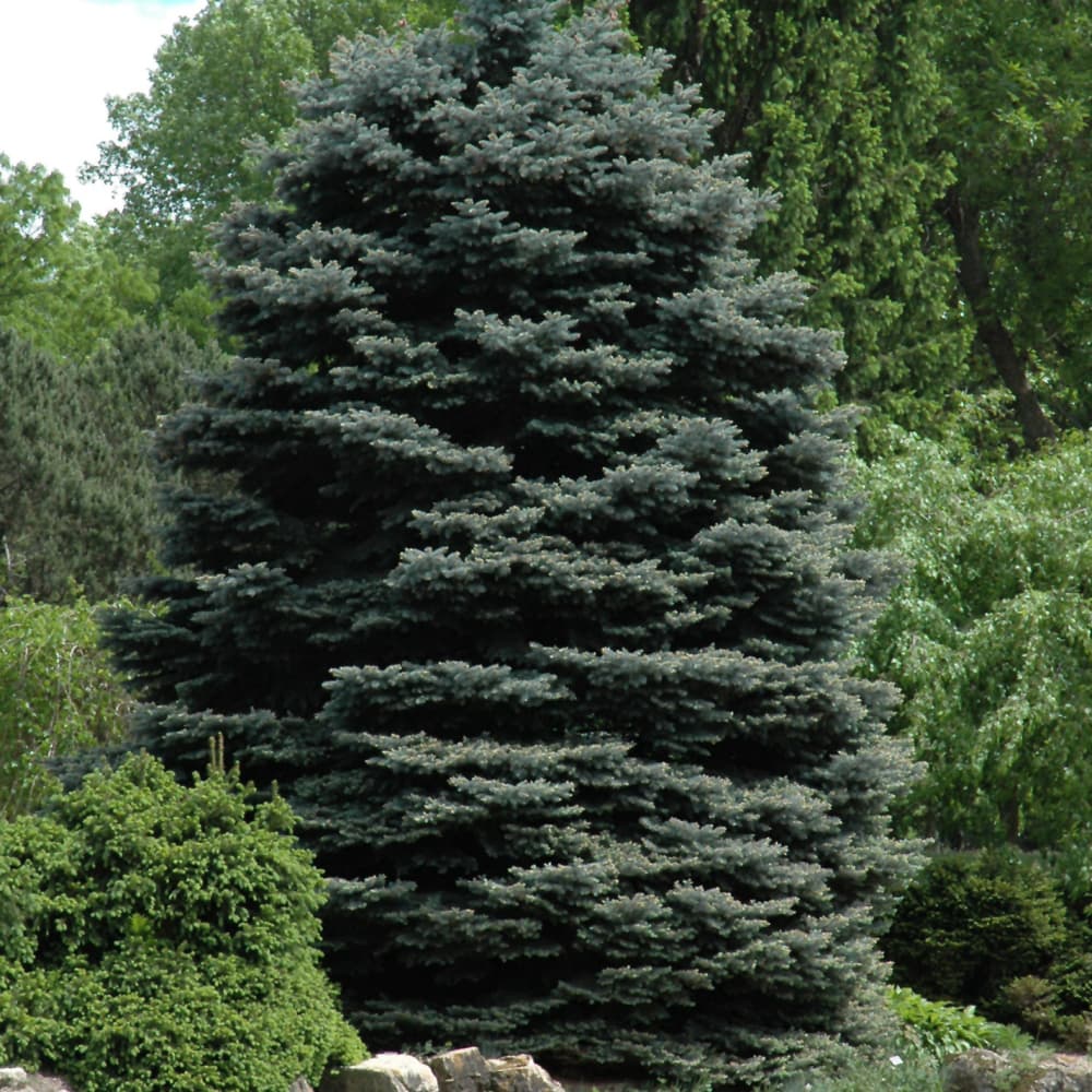 NetPS Plant Finder (www.netpsplantfinder.com)