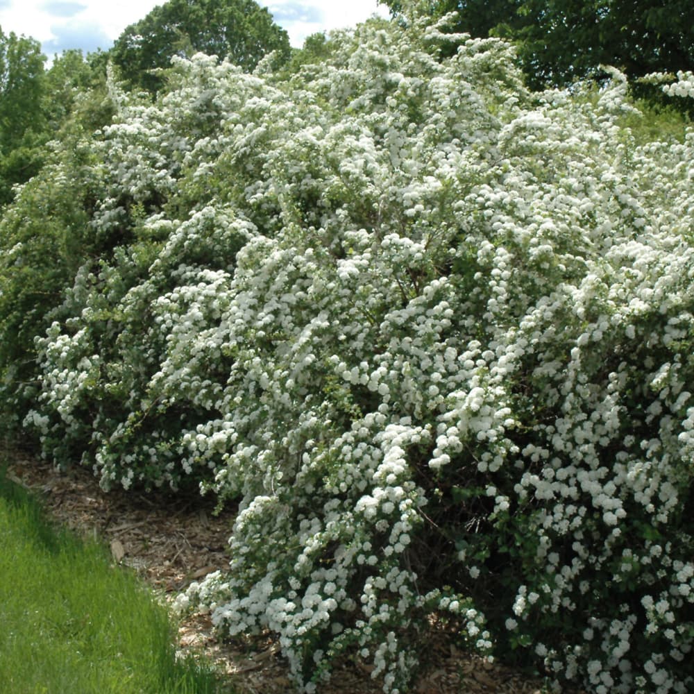 NetPS Plant Finder (www.netpsplantfinder.com)