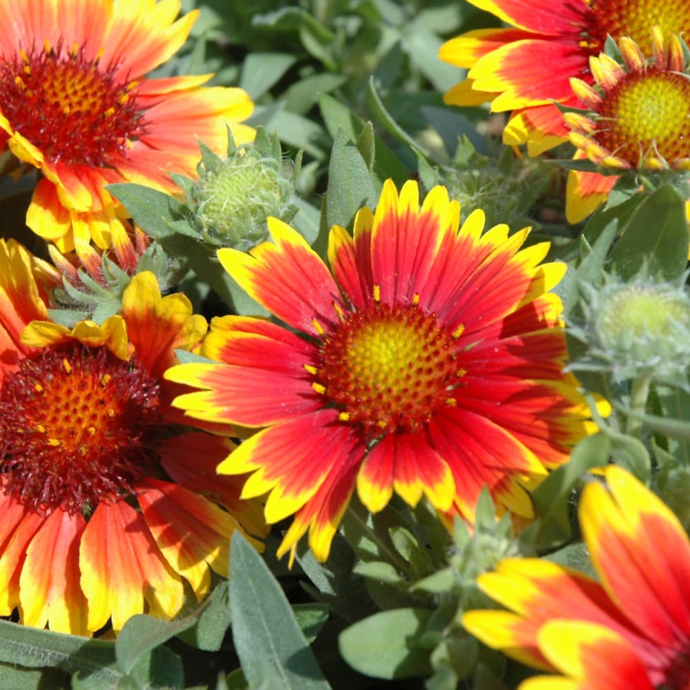 NetPS Plant Finder (www.netpsplantfinder.com)