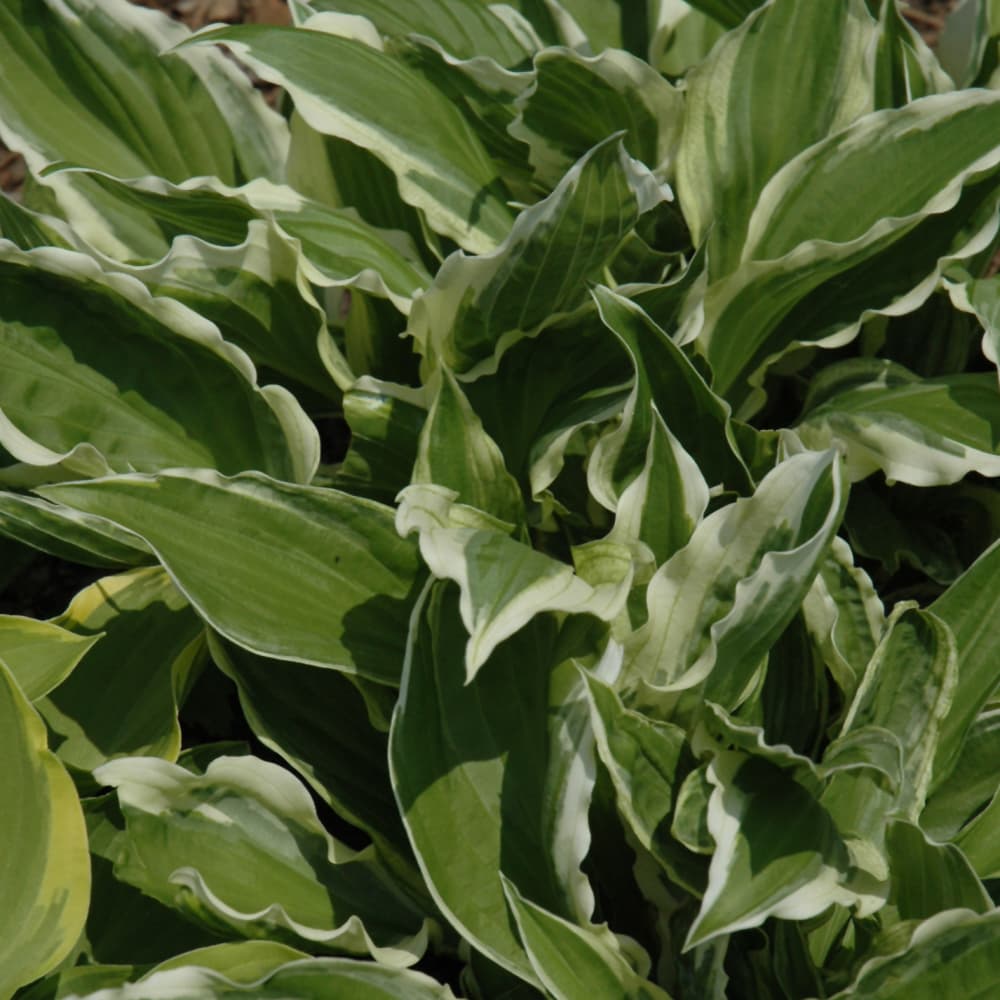 NetPS Plant Finder (www.netpsplantfinder.com)