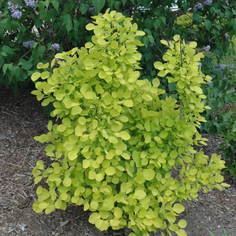 NetPS Plant Finder (www.netpsplantfinder.com)