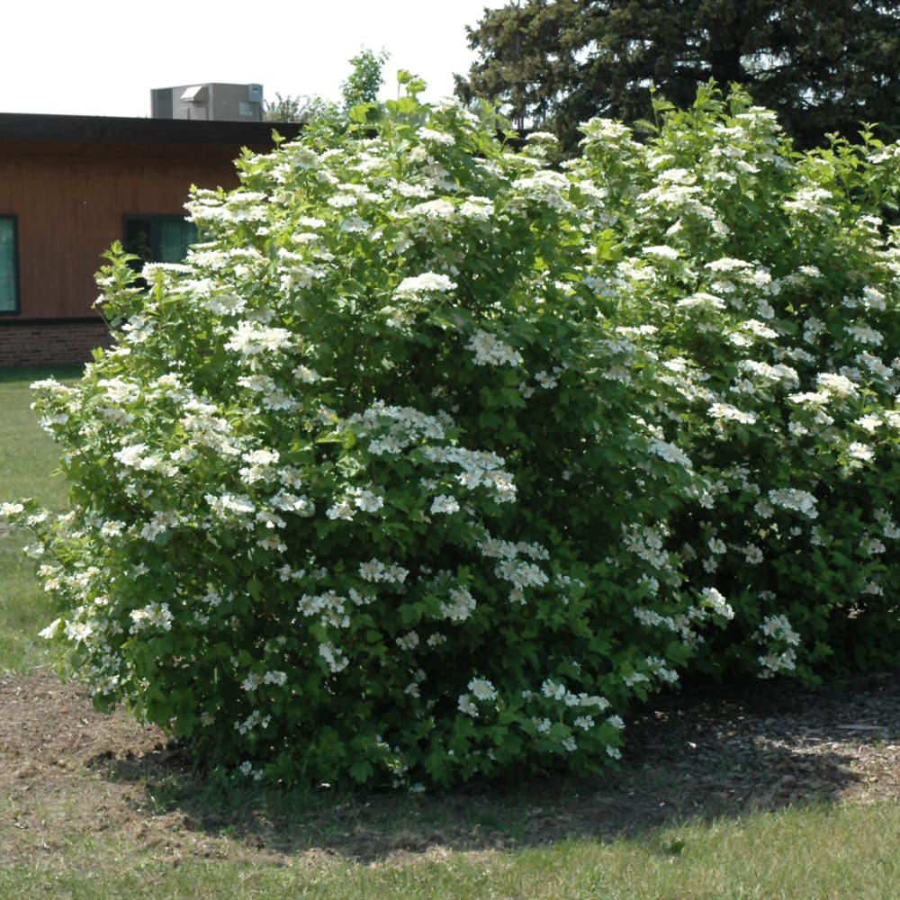 NetPS Plant Finder (www.netpsplantfinder.com)