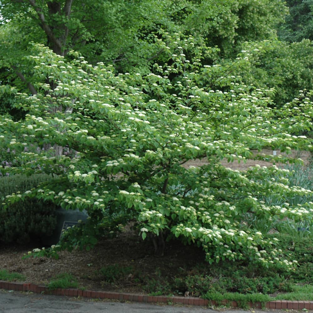 NetPS Plant Finder (www.netpsplantfinder.com)