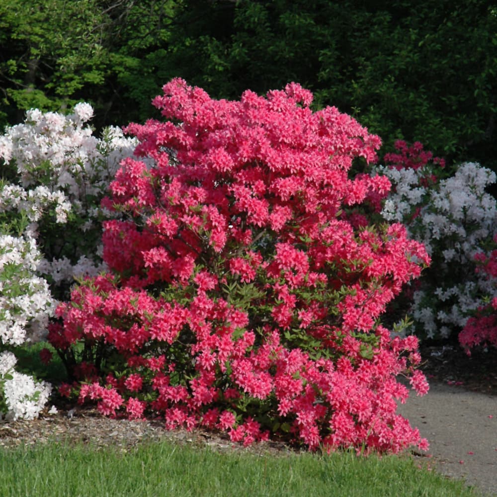 NetPS Plant Finder (www.netpsplantfinder.com)