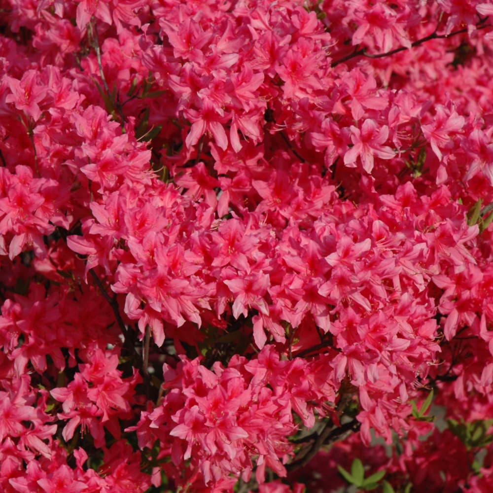 NetPS Plant Finder (www.netpsplantfinder.com)