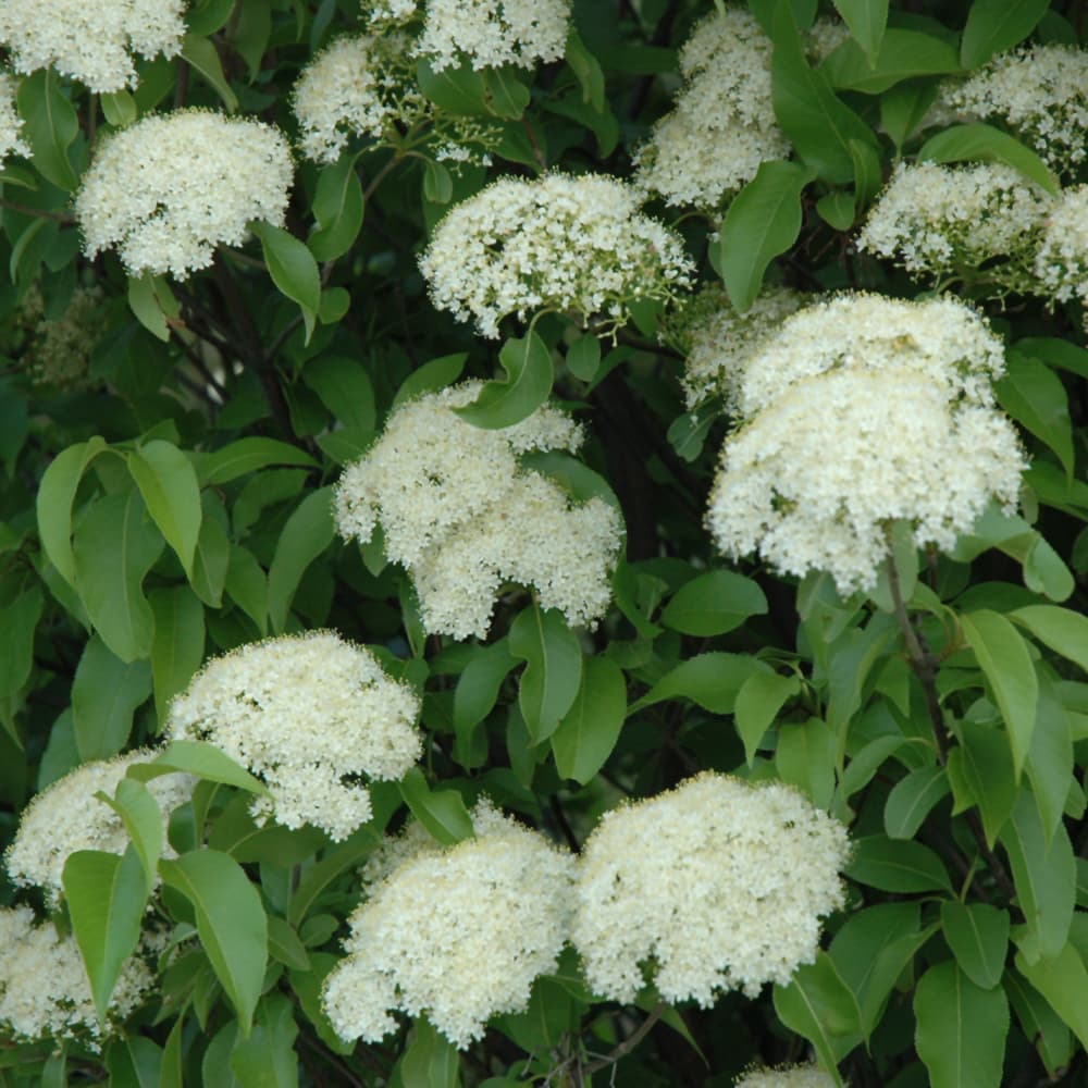 NetPS Plant Finder (www.netpsplantfinder.com)