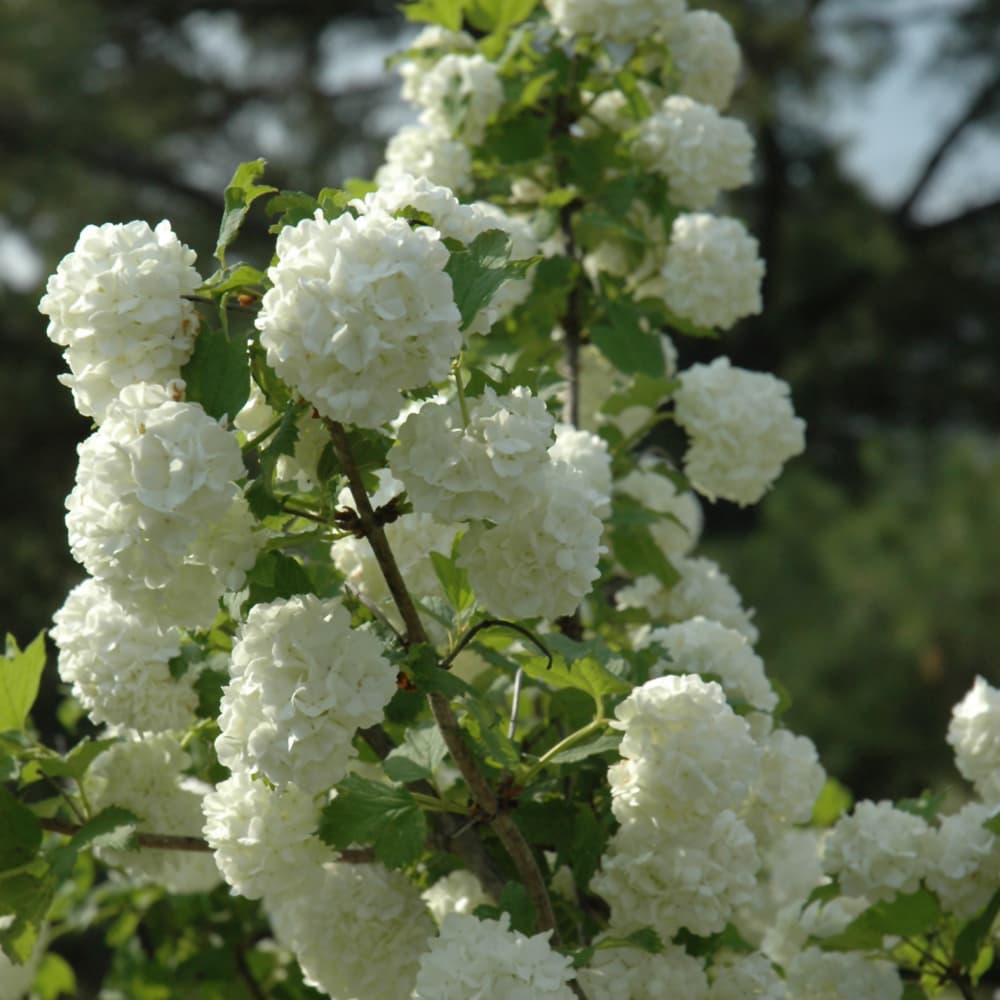 NetPS Plant Finder (www.netpsplantfinder.com)