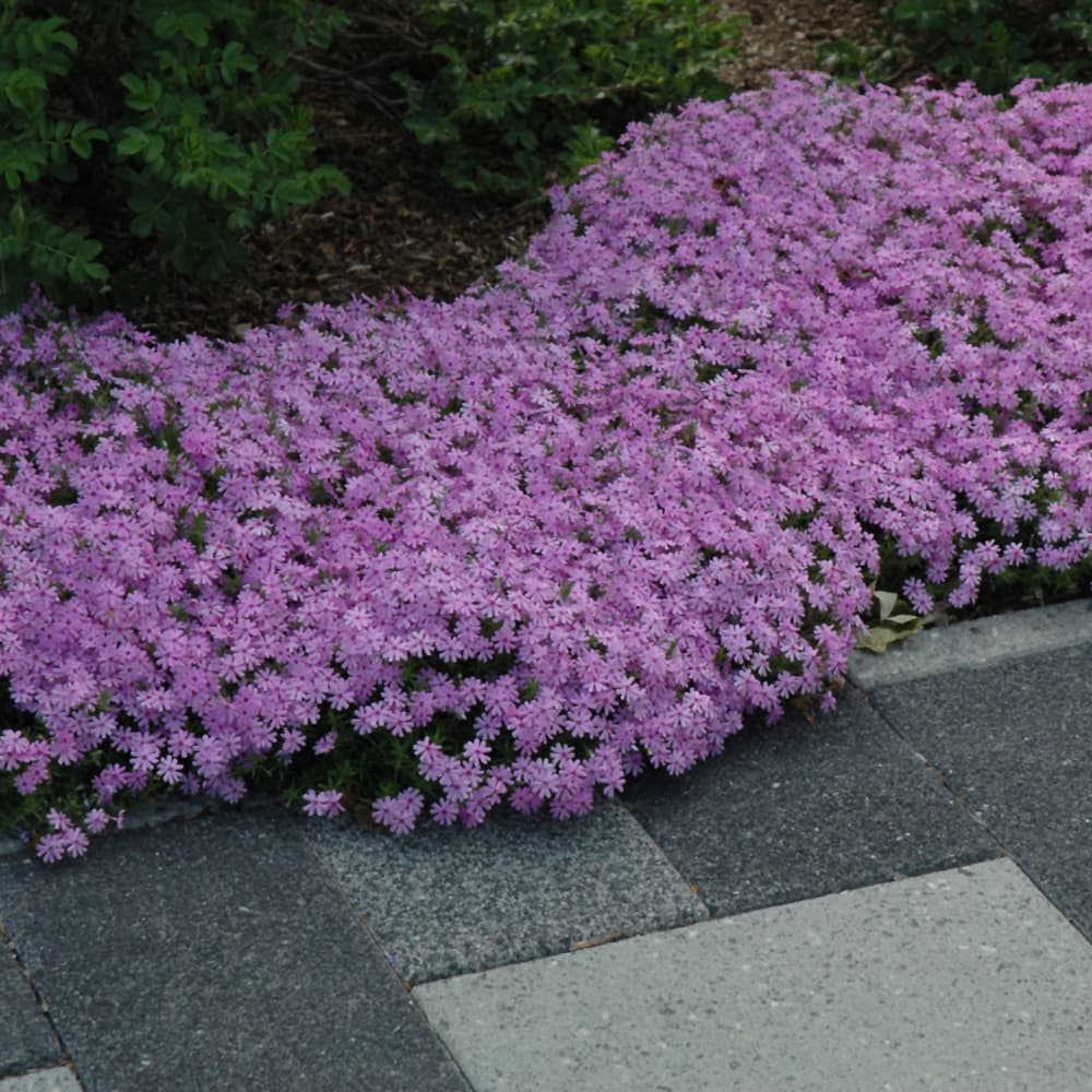 NetPS Plant Finder (www.netpsplantfinder.com)