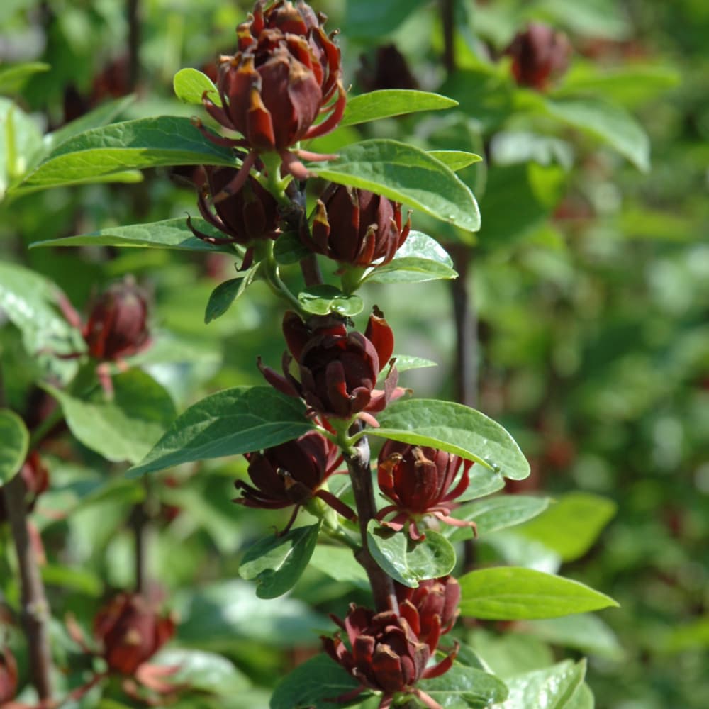 NetPS Plant Finder (www.netpsplantfinder.com)