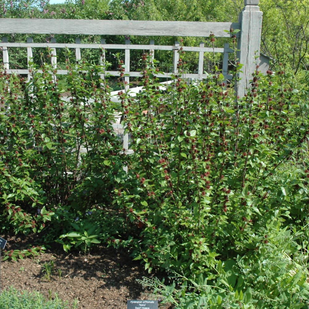 NetPS Plant Finder (www.netpsplantfinder.com)