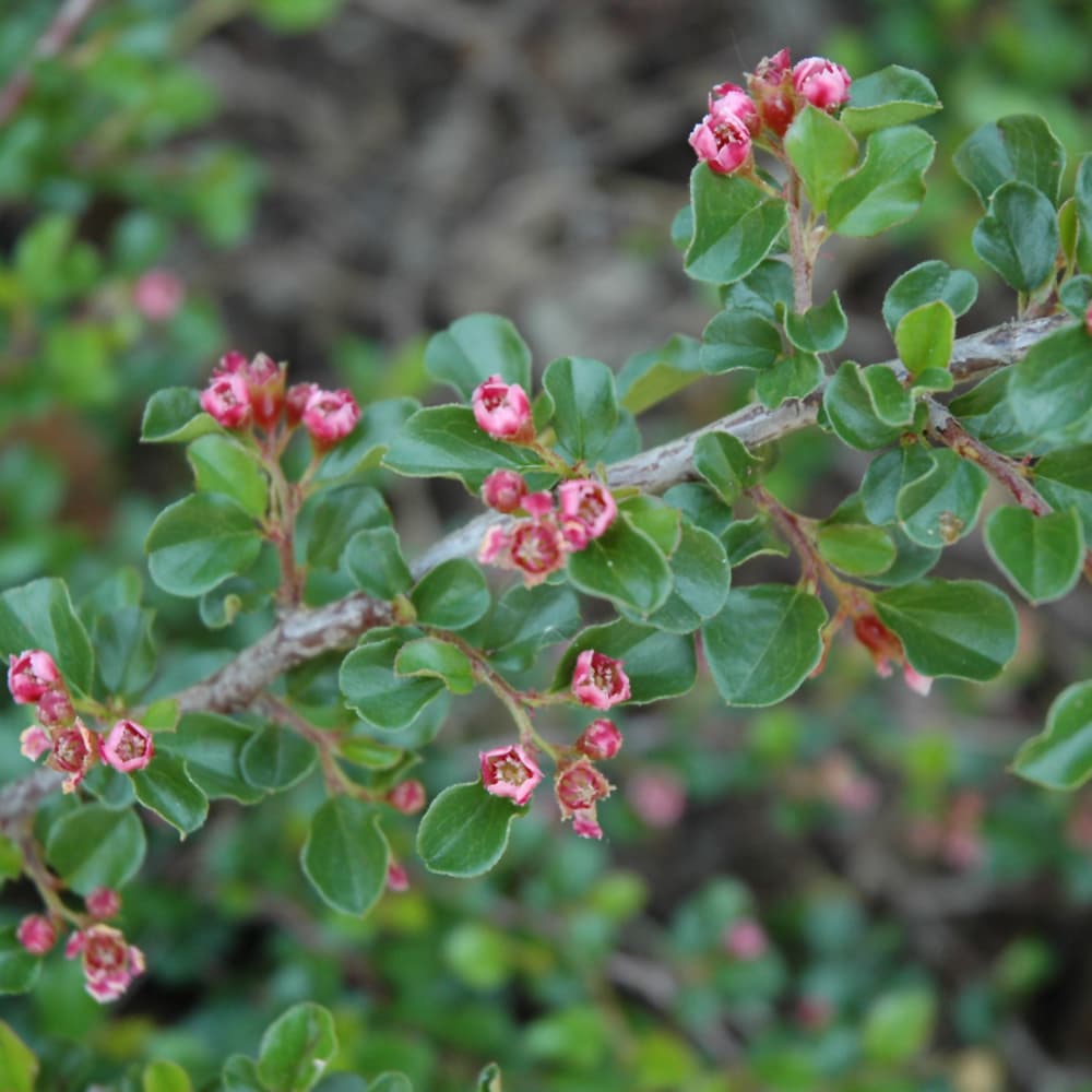 NetPS Plant Finder (www.netpsplantfinder.com)