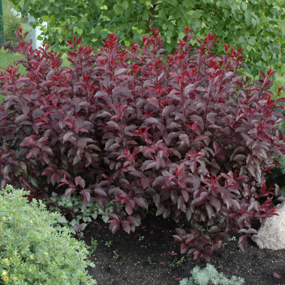NetPS Plant Finder (www.netpsplantfinder.com)