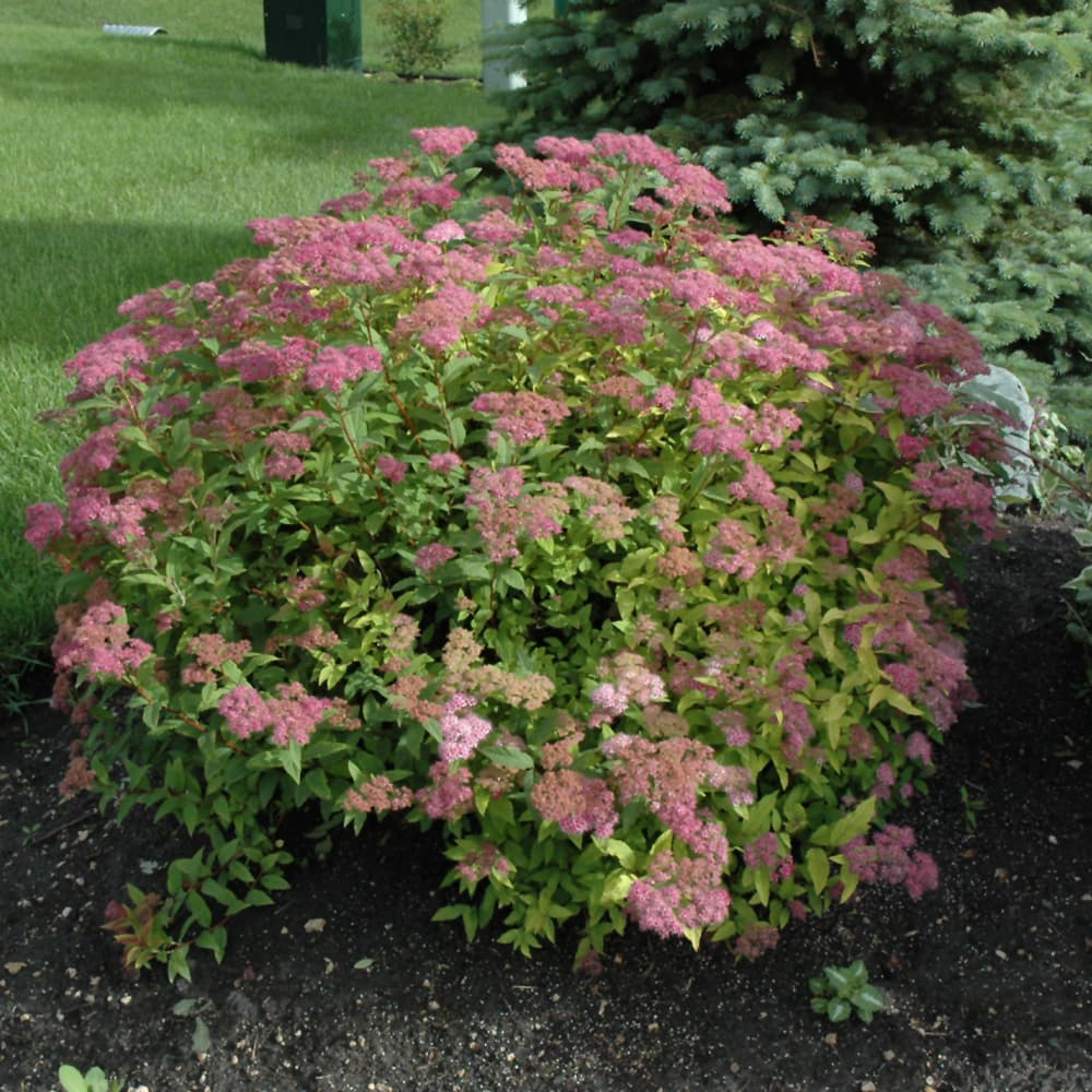 NetPS Plant Finder (www.netpsplantfinder.com)