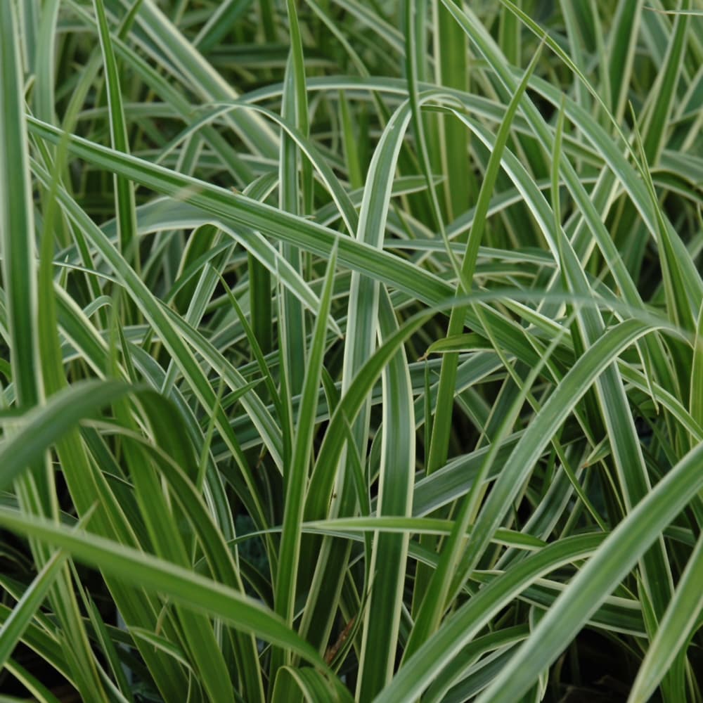 NetPS Plant Finder (www.netpsplantfinder.com)