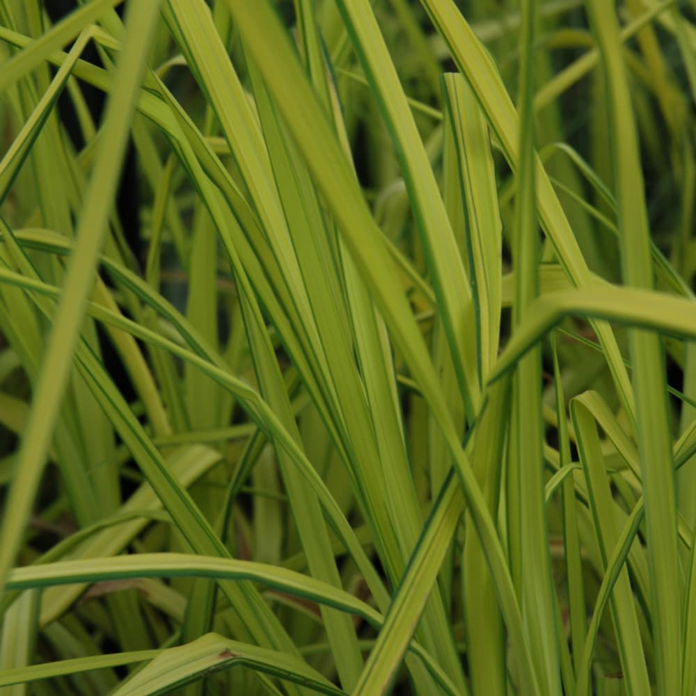 NetPS Plant Finder (www.netpsplantfinder.com)