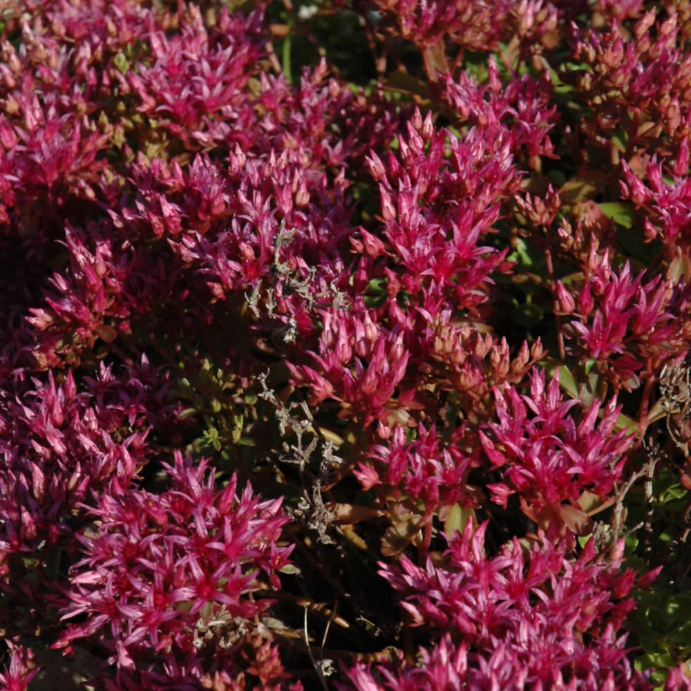 NetPS Plant Finder (www.netpsplantfinder.com)