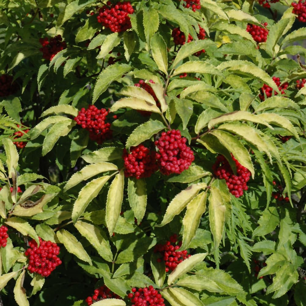 NetPS Plant Finder (www.netpsplantfinder.com)