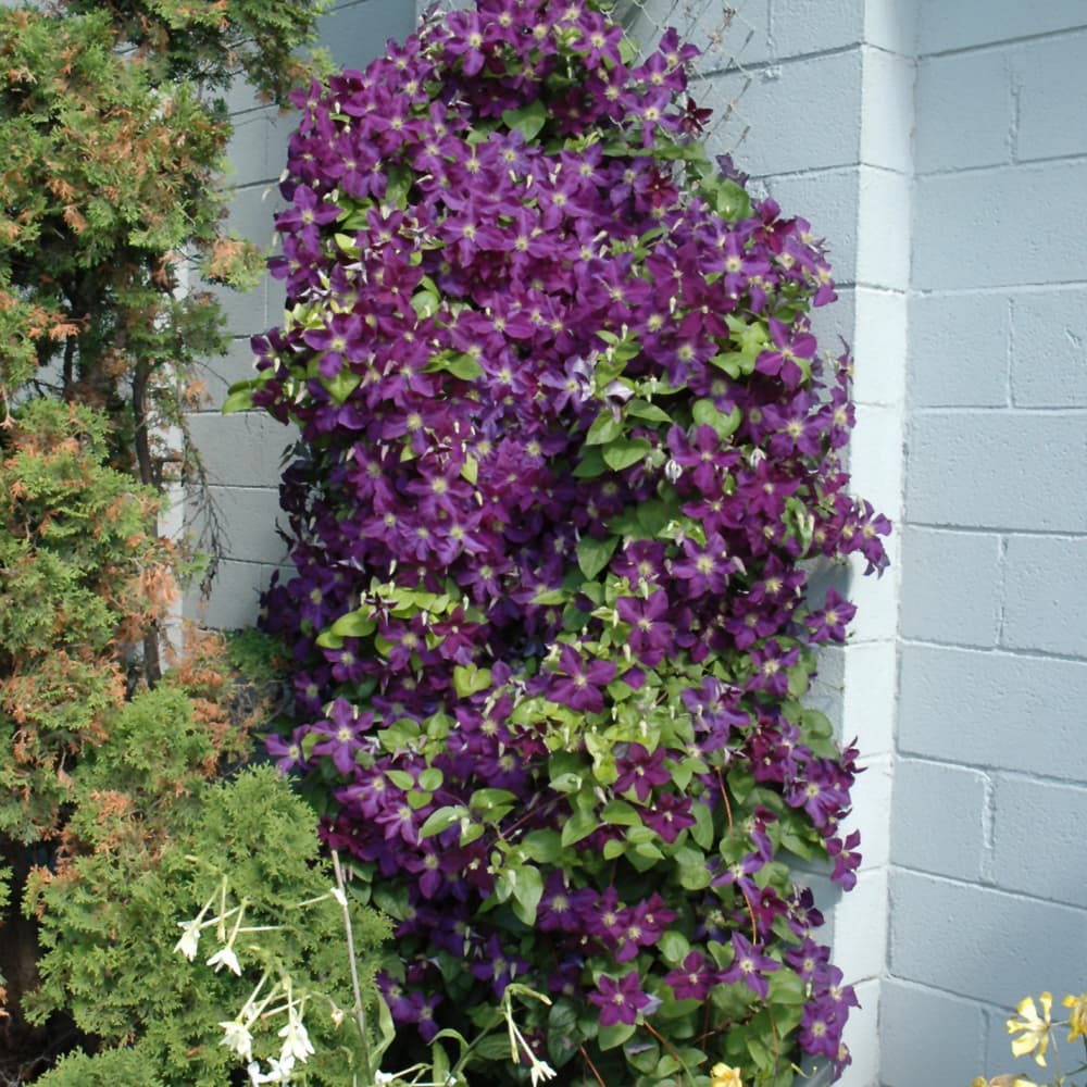 NetPS Plant Finder (www.netpsplantfinder.com)