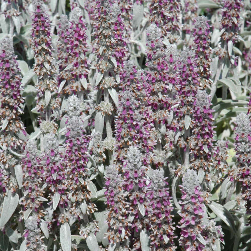 NetPS Plant Finder (www.netpsplantfinder.com)