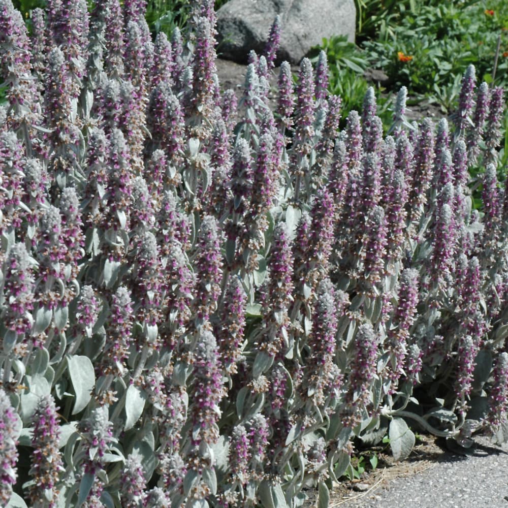 NetPS Plant Finder (www.netpsplantfinder.com)