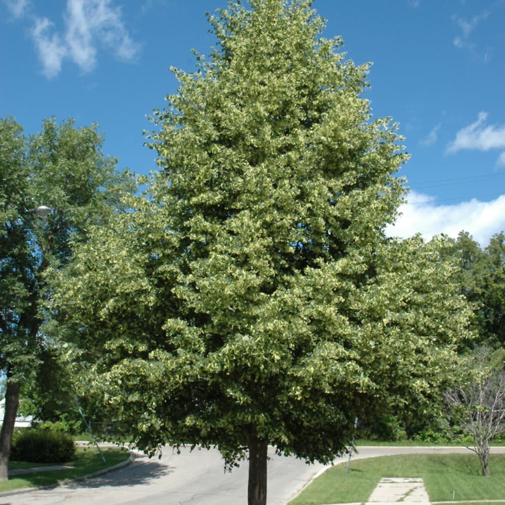 NetPS Plant Finder (www.netpsplantfinder.com)