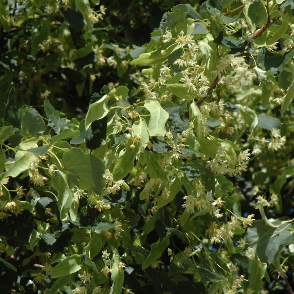 NetPS Plant Finder (www.netpsplantfinder.com)