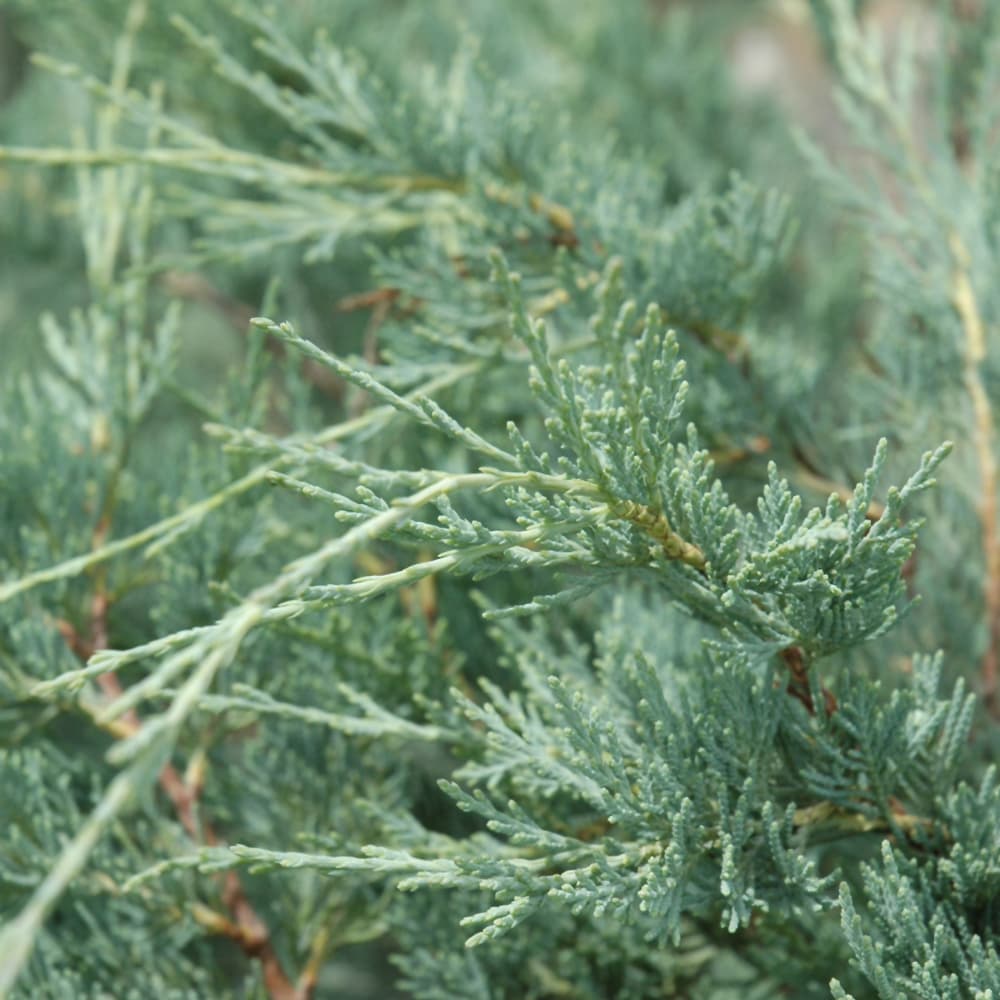 NetPS Plant Finder (www.netpsplantfinder.com)