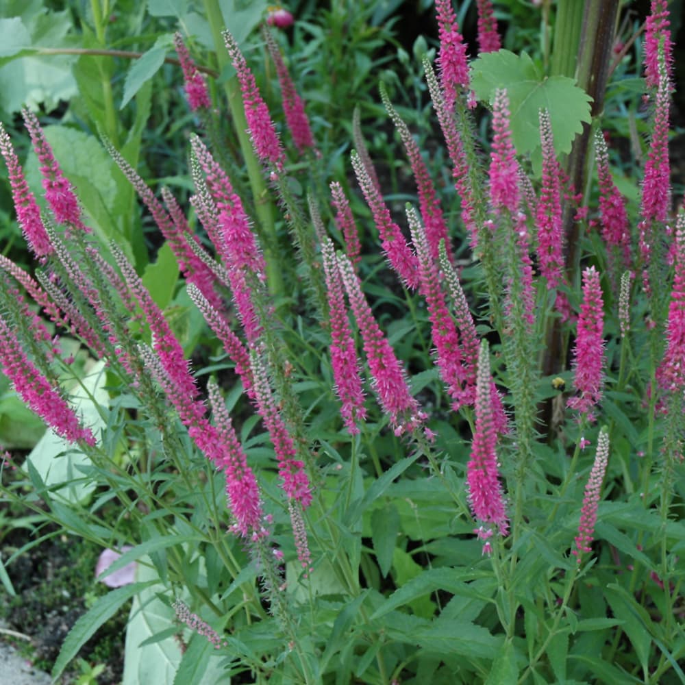 NetPS Plant Finder (www.netpsplantfinder.com)