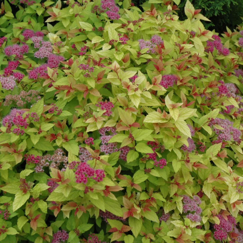 NetPS Plant Finder (www.netpsplantfinder.com)