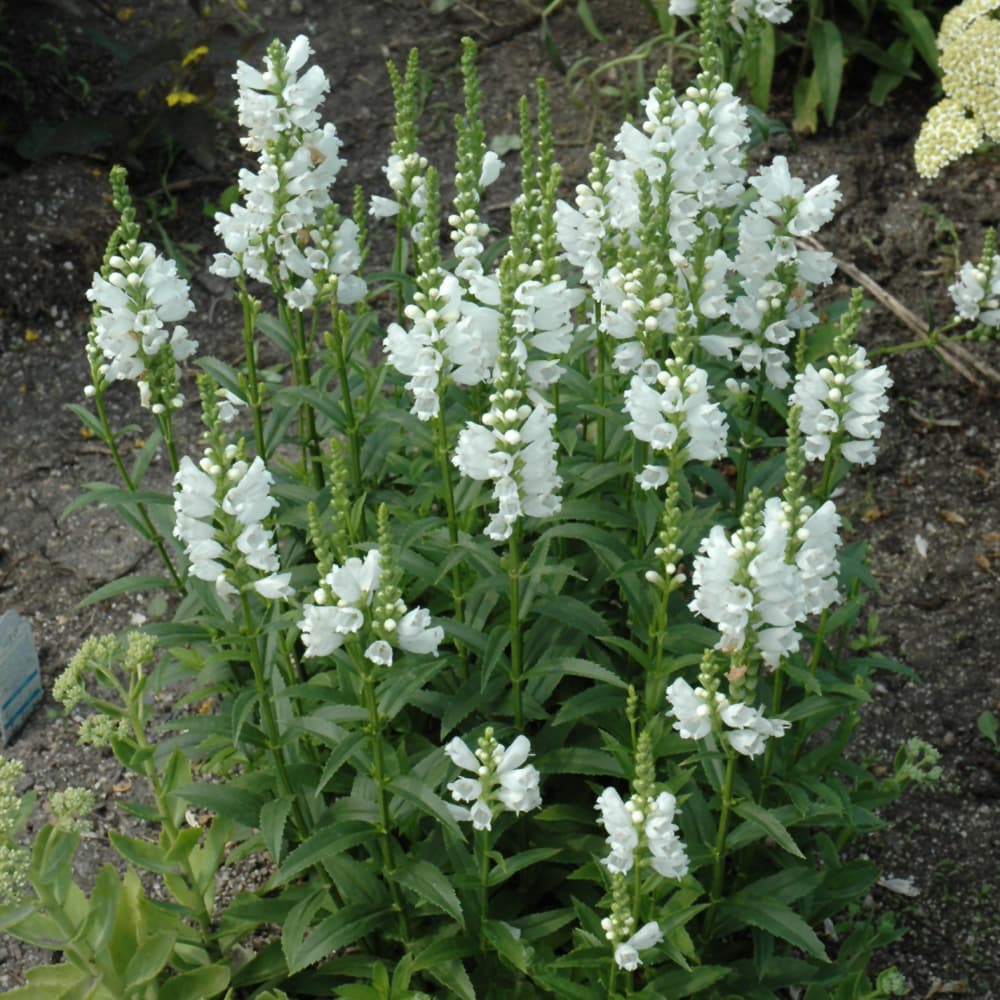 NetPS Plant Finder (www.netpsplantfinder.com)