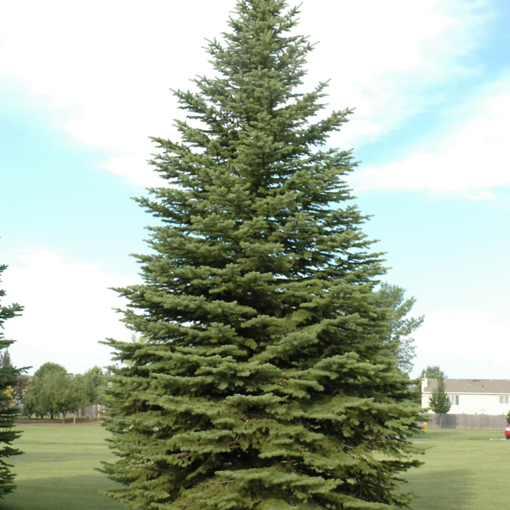 Spruce Fastigiata