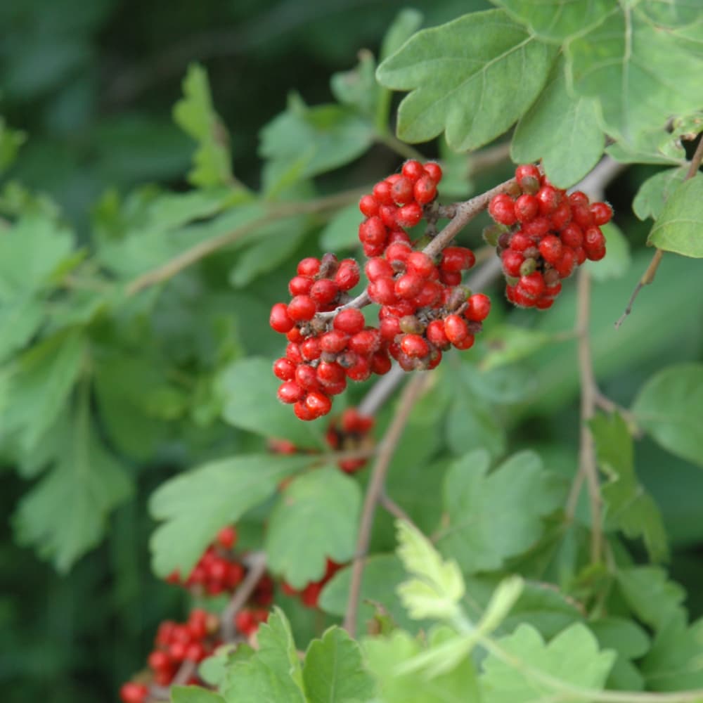 NetPS Plant Finder (www.netpsplantfinder.com)