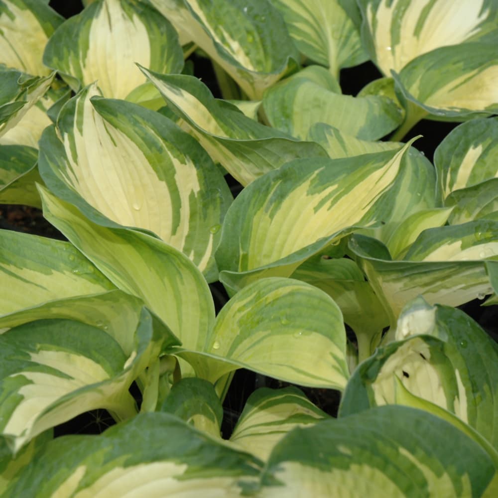 NetPS Plant Finder (www.netpsplantfinder.com)