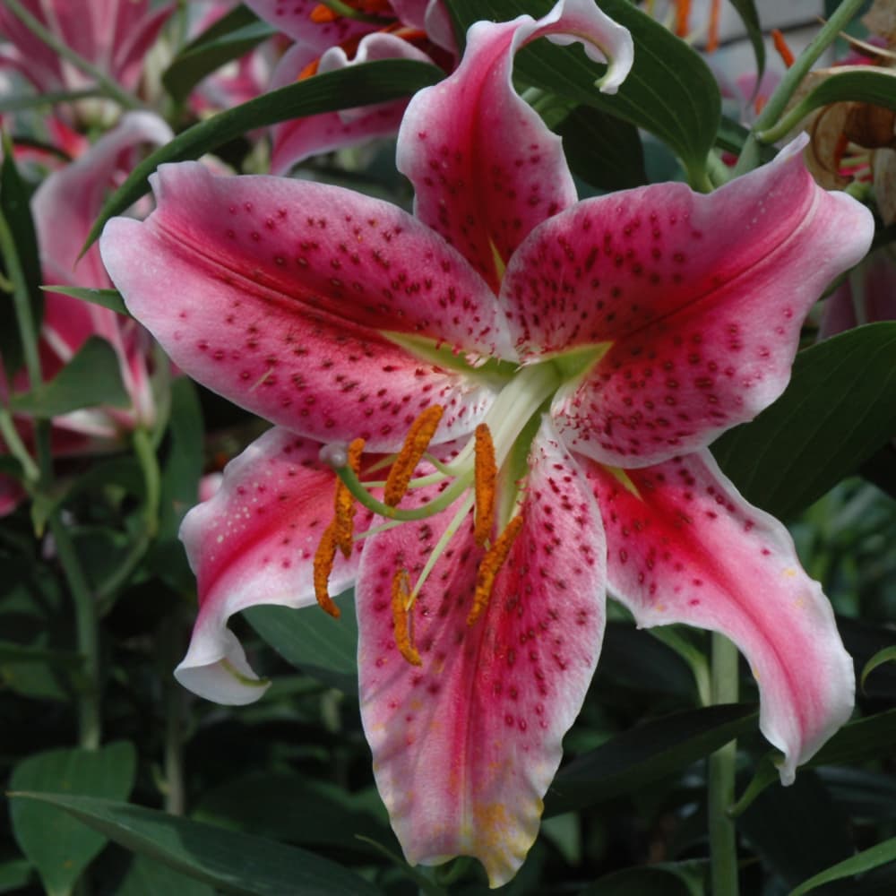 NetPS Plant Finder (www.netpsplantfinder.com)