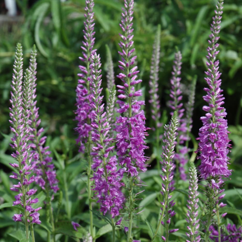 NetPS Plant Finder (www.netpsplantfinder.com)