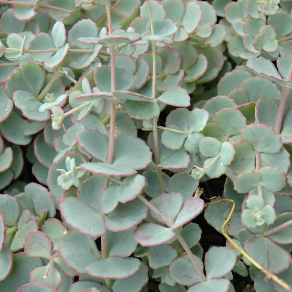 NetPS Plant Finder (www.netpsplantfinder.com)